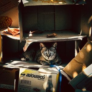Medium cardboard moving boxes stacked
